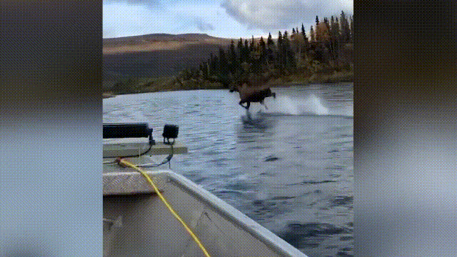 鹿逃离诡异之地攻略（超级血液）