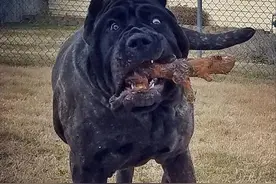 邻家有恶犬图片