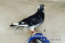 杨阿腾鸽系代表鸽“多利号”图片