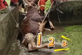 浙江湖州：牛牛散步时不慎掉进化粪池，上岸前兴奋得左右一甩，污水猝不及防溅了蓝朋友一身图片