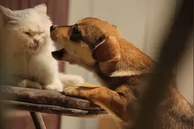 猫狗结仇的民间故事，原来狗讨厌猫是有原因的图片