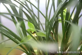 养兰花有7怕，只要了解这些兰花冷知识，新手兰友一样能养好兰花图片
