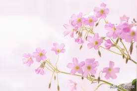 英语高级表达（十三）图片