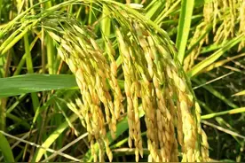 李绅：悯农诗人的黑化与双标，节俭是别人的事图片