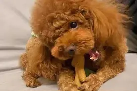 老年犬乳腺瘤竟靠它上岸了！！图片