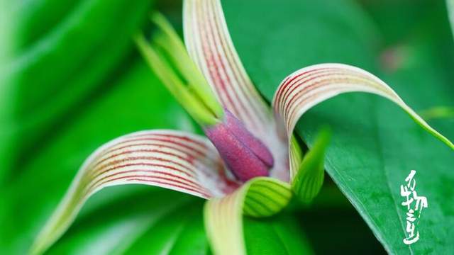 无广流畅看大片，稳定升级，泰捷WE60 PRO电视盒子