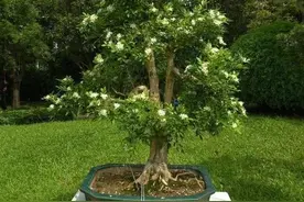 九里香是一种什么样的植物图片