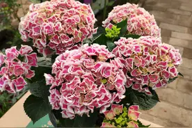 春季升温绣球冒芽，切记做好3件事，才能开花“比脸大”图片