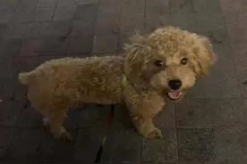 泰迪犬常见的“死因”，有些才几个月，就撑不住了图片