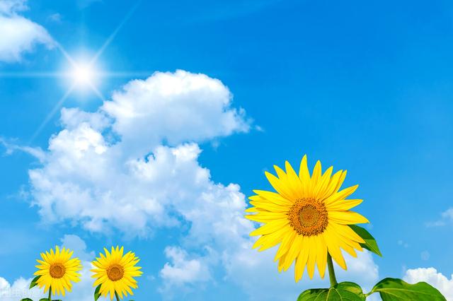 描写清晨阳光的唯美句子{清晨阳光美好的20句早安心语} - 桓桂百科号