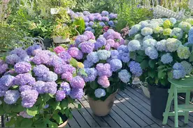 绣球花开败后直接大面积修剪，大错特错，要掌握正确的时间和方法图片