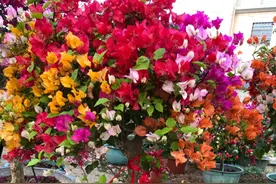 制作三角梅棒棒糖，只需舍得下手，做好三步，不到一年就“成材”图片