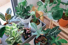 给花“换盆”后，想要服盆快，不黄叶，2件事不能“立刻”做图片