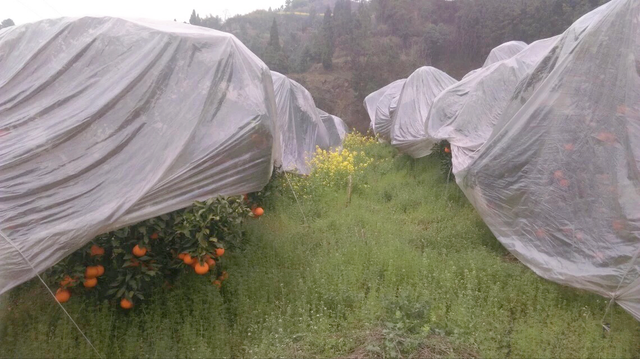 鏌戞鐣欐爲淇濋矞鍗栭珮浠凤紵鍝佺瑕佹眰銆佸噯澶囧伐浣滐紝浣犻兘鐭ラ亾鍚楋紵椹檸涓嶅緱