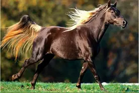 从辽代马的驯养技术，看其社会地位，在古代养马历史上有何作用？图片