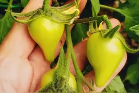 大棚西红柿，人工授粉怎么做，才能保证坐果率？选药、技法是关键图片