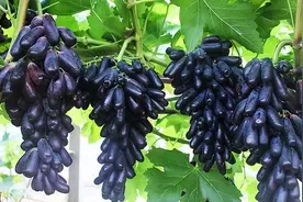 秋冬时节小院别空着，种这种果树，脆甜水分多，不挑土壤好打理图片