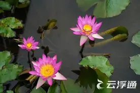 蟠龙天湖荷花初绽，美在当“夏”！图片