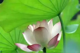请世人精心欣赏和品尝这几道经典历史名菜（精彩回放）图片