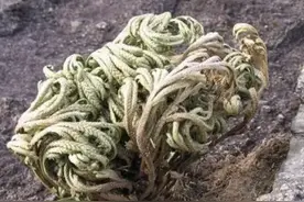 石缝里有1种“卷柏”，俗称“还魂草”，挖5棵种，养90天变值钱图片