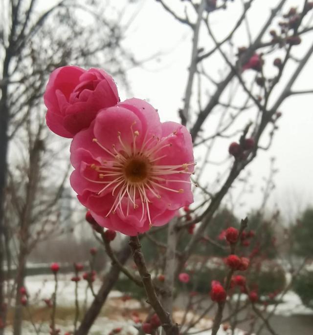 细说植物的五大内源激素（完整版）