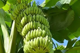 广西农管下乡，要种植户铲掉香蕉苗还耕，惹怒种植户要跟农管拼命图片
