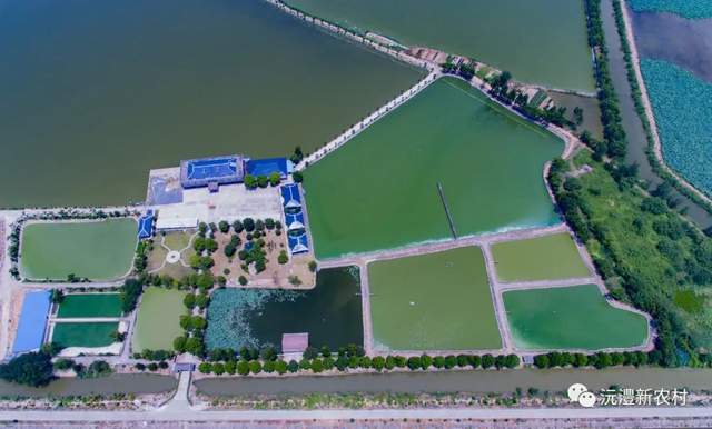 【寻味常德】从一钵常德甲鱼说起(图8)