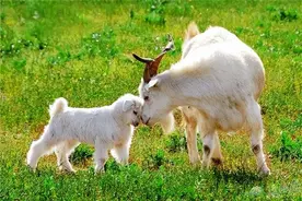 羊寄生虫病的治疗与预防？羊常见寄生虫病的防治？这里都总结好了图片