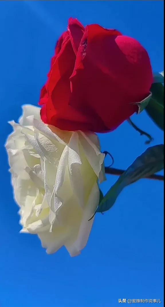 一束鲜花，醉蓝天