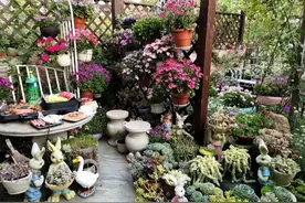 北方冬天太冷，小院可以种40种花，耐寒又漂亮，一年三季花不断图片