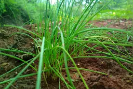 立春后，农村又有8种野菜长出来了，可以采摘来吃，别错过图片