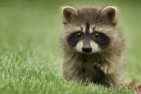 浣熊和貉，你能分清楚吗？看完这篇文章，你就是动物专家！图片