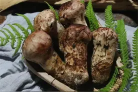 新鲜松茸的保存方法有哪些？价值不菲的松茸应该如何正确保鲜？图片