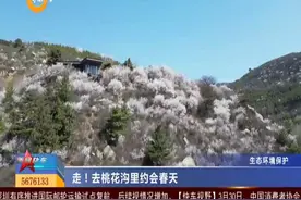 （视频）走！去太原桃花沟里约会春天图片