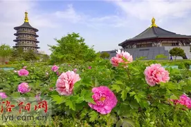 圆满落幕！洛阳6次登上微博热搜，成为抖音热榜第一图片