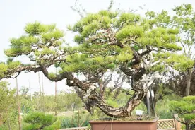 雀舌黄杨图片