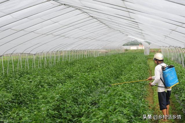 蔬菜喷施啤酒怎么样？掌握了方法效果出奇的好，多数人不了解