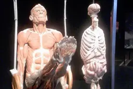 荷兰“重口味”博物馆，内部人体结构逼真，女游客不敢看图片