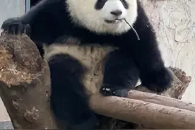 拽姐渝爱，揍妈宝男，嗷奶妈馆长，翻井盖，拔钉子，有6条鸟命了图片