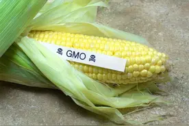 转基因大豆油有害且致癌？院士坦言：超80%中国人吃过转基因食品图片