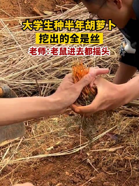 大学生种半年胡萝卜出土细如虫草