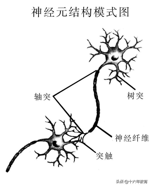 高中生物三年必背知识最全汇总（建议打印）