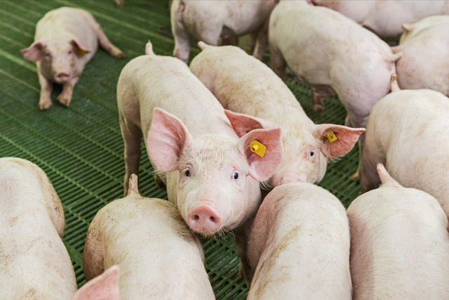 猪饲料中钙磷比例多少合适？猪饲料中添加什么长得快？本文告诉你