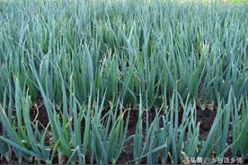 葱和韭菜叶子有白点是虫害还是病害？先弄明白这两点，别乱打药图片