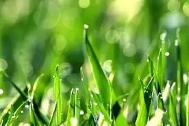 谷雨有何讲究？古人帮你总结了！图片