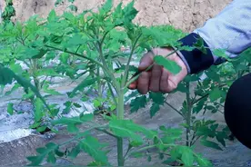 种植西红柿，这样整枝打杈，一颗就能挂果几十颗，好吃还高产图片