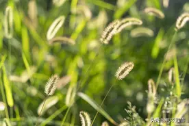 树杪依微少女风，古诗六首，解读早秋凉风“少女风”图片