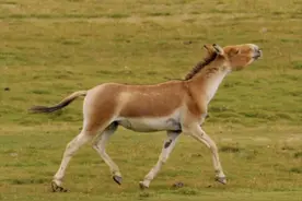 甘肃50头野驴外出觅食，遭7匹饿狼追杀，休憩时幼驹又被雪豹盯上图片
