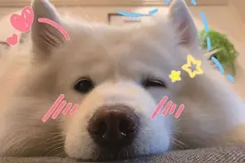 告诉你一个秘密：新手养狗就选这5种图片