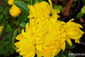清明节上坟买什么鲜花好？买多少合适？可以用塑料花吗？图片